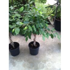 Benjamin Ficus Saç Örgülü 60 Cm