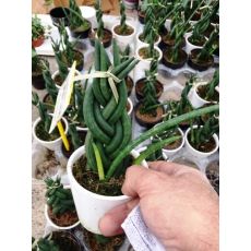 Sansevierya Bitkisi Örgülü İthal Sansevieria 20 Cm