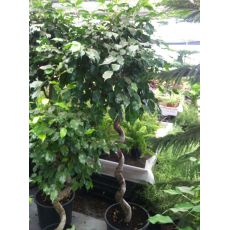 Tek Spiral Benjamin Ficus 160-180 Cm