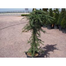 Ters Himalaya Sediri Ters Sarkık Cedrus Deodora Pendula