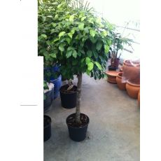 Tek Top Benjamin Ficus 140 Cm
