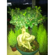 Ginseng Bonzai Bonsai İthal 40-50 Cm