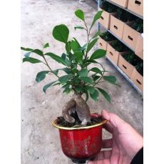 Ginseng Bonzai Bonsai İthal Çin Saksılı 20-30 Cm