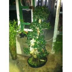 Ficus Bonzai Bonsai İthal 120-130 Cm