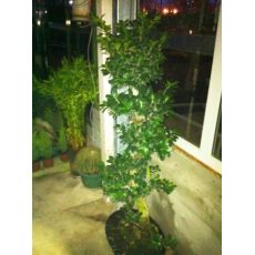 Ficus Bonzai Bonsai İthal 120-130 Cm