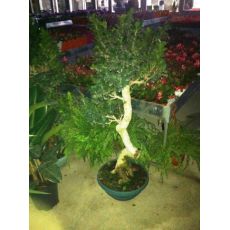 Ficus Bonzai Bonsai Yerli 100-110 Cm