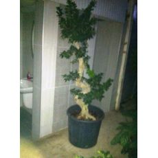 Ficus Bonzai Bonsai İthal 175 Cm