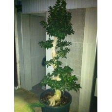 Ficus Bonzai Bonsai İthal 175 Cm
