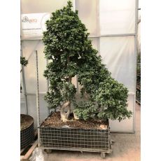 Ficus Bonzai Bonsai Benjamin İthal 300 Cm