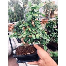 Ficus Bonzai Kıvrımlı Bonsai İthal Seramik Saksıda 150-20 Cm