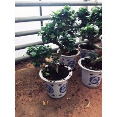 Ficus Bonzai Kıvrımlı Bonsai İthal Çin Vazoda 50-60 Cm