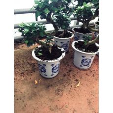 Ficus Bonzai Kıvrımlı Bonsai İthal Çin Vazoda 50-60 Cm
