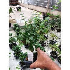 İthal Bonsai 20 Cm
