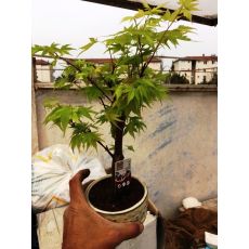 japon Akçaağacı Bonsai İthal Yeşil Yapraklı Acer palmatum sango kaku 20-30 Cm