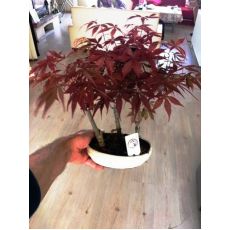 japon akçaağacı Kırmızı Yapraklı İthal Bonsai 3 lü Dikim acer palmatum attrepurpurue 