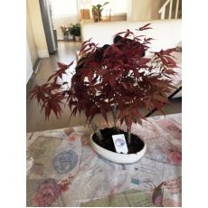 japon akçaağacı Kırmızı Yapraklı İthal Bonsai 3 lü Dikim acer palmatum attrepurpurue 