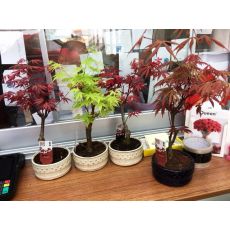 japon akçaağacı Kırmızı Yapraklı İthal Bonsai acer palmatum attrepurpurue 