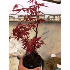 japon akçaağacı Kırmızı Yapraklı İthal Bonsai acer palmatum attrepurpurue 