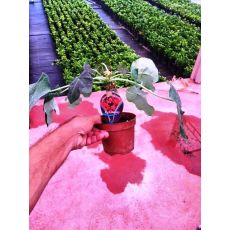 jatropha Podagrica Compacta Sukulenti İthal 10 Cm