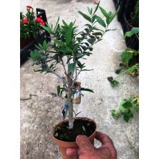 Zeytin Fidanı bonsai 20-25 Cm