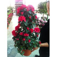 Açelya Çiçeği Piramidal Azalea Japonica 