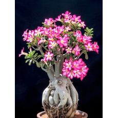 Adenyum bitkisi Çöl Gülü İthal Sukulent Adenium Sucullent 30-40 Cm