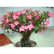 Adenyum bitkisi Çöl Gülü İthal Sukulent Adenium Sucullent 30-40 Cm