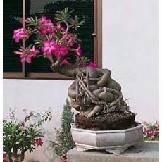 Adenyum bitkisi Çöl Gülü İthal Sukullent Adenium Sucullent 30-40 Cm