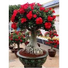 Adenyum bitkisi Çöl Gülü İthal Sukulent Adenium Sucullent 10-15 Cm