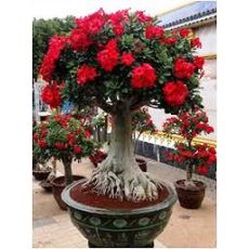 Adenyum bitkisi Çöl Gülü İthal Sukulent Adenium Sucullent 10-15 Cm