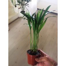 Havayı temizleyen Areka Palmiyesi Areca Lutescens 20-30 Cm