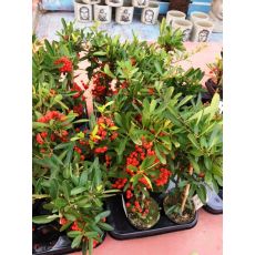 Ateş Dikeni Fidanı İthal Pyracantha Coccinea 20-30 cm