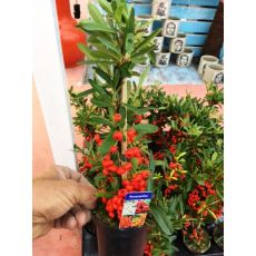 Ateş Dikeni Fidanı İthal Pyracantha Coccinea 20-30 cm