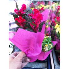 Celosya Bitkisi İthal Celosia 20-30 Cm 