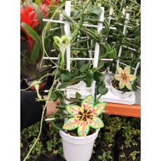 Ceropegia Bitkisi İthal 25-35 Cm