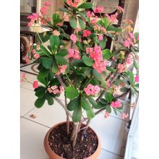 Dikenler Tacı Pembe Çiçekli İthal Euphorbia Milii 5 Cm Boyunda