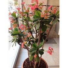 Dikenler Tacı Açık Pembe Çiçekli İthal Euphorbia Milii 20 Cm Boyunda