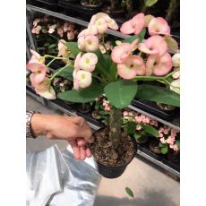 Dikenler Tacı Açık Pembe Çiçekli İthal Euphorbia Milii 20 Cm Boyunda