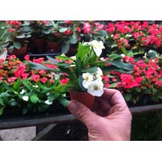Dikenler Tacı Beyaz Çiçekli İthal Euphorbia Milii 