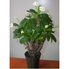 Dikenler Tacı Beyaz Çiçekli İthal Euphorbia Milii