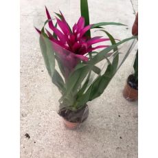 Guzmanya Çiçeği İthal Mor Çiçekli Guzmania 25-35 Cm