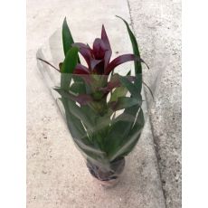 Guzmanya Çiçeği İthal Bordo Çiçekli Guzmania 25-35 Cm