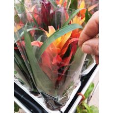 Guzmanya Çiçeği İthal Sarı Çiçekli Guzmania 25-35 Cm