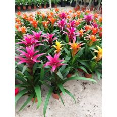 Guzmanya Çiçeği Farklı Renkli Guzmania 40-50 Cm