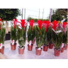 Guzmanya Çiçeği Guzmania 40-50 Cm