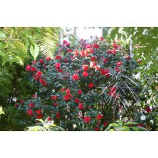 Kamelya Çiçeği İthal Camelia Japonica Kırmızı Çiçekli 30-40 Cm