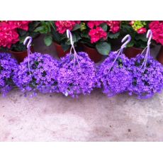 Kampanula Çiçeği İthal Campanula Askılı Saksıda 25-35 Cm Çapı