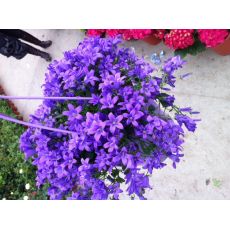 Kampanula Çiçeği İthal Campanula Askılı Saksıda 25-35 Cm Çapı