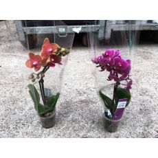 Minyatür Orkide Çiçeği Bodur Orkide Çiçeği İthal 0rchidee Phalaenopsis 15-20 Cm