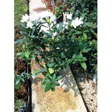 Orman Gülü Beyaz çiçekli İthal Rhododendron 30-40 Cm